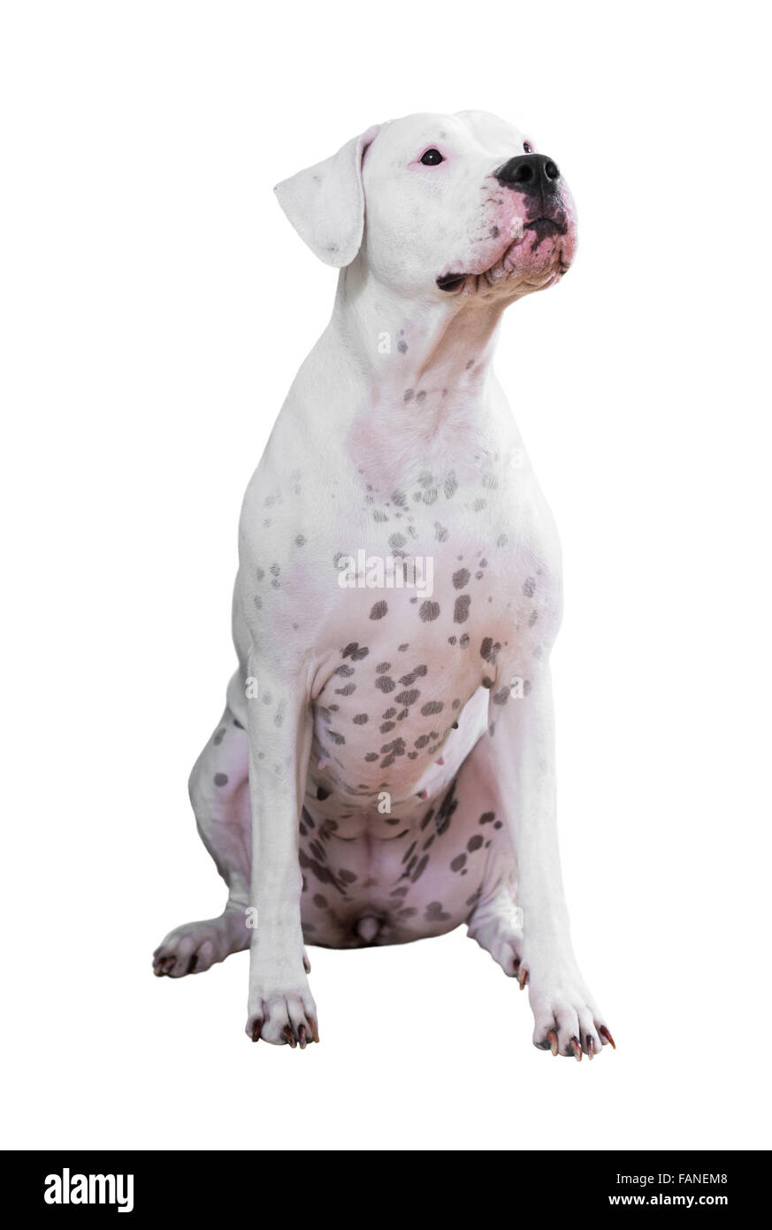 Dogo Argentino sitzen, isoliert auf weiss Stockfoto