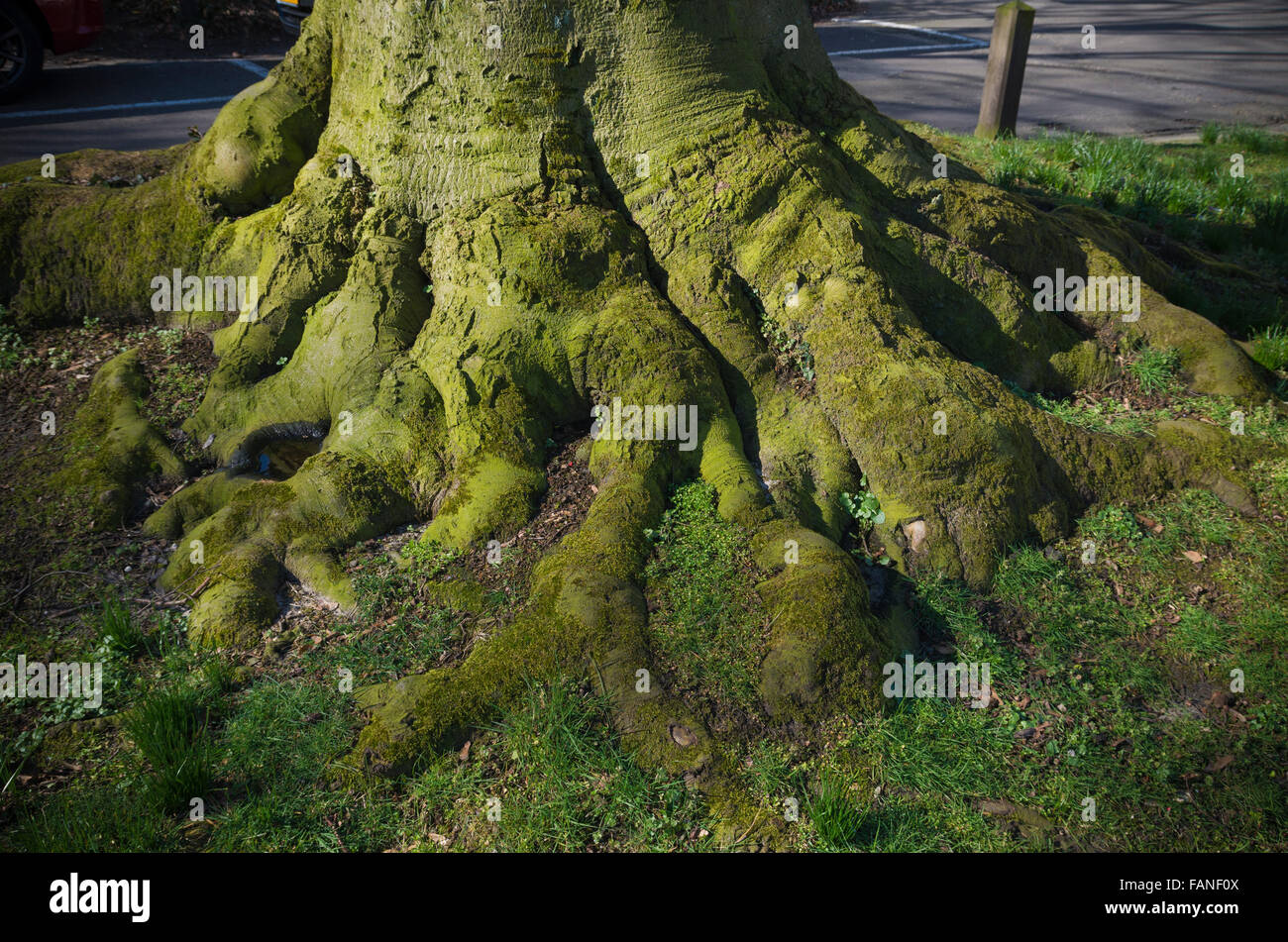 alten Baumstamm mit großen Wurzeln in einem park Stockfoto