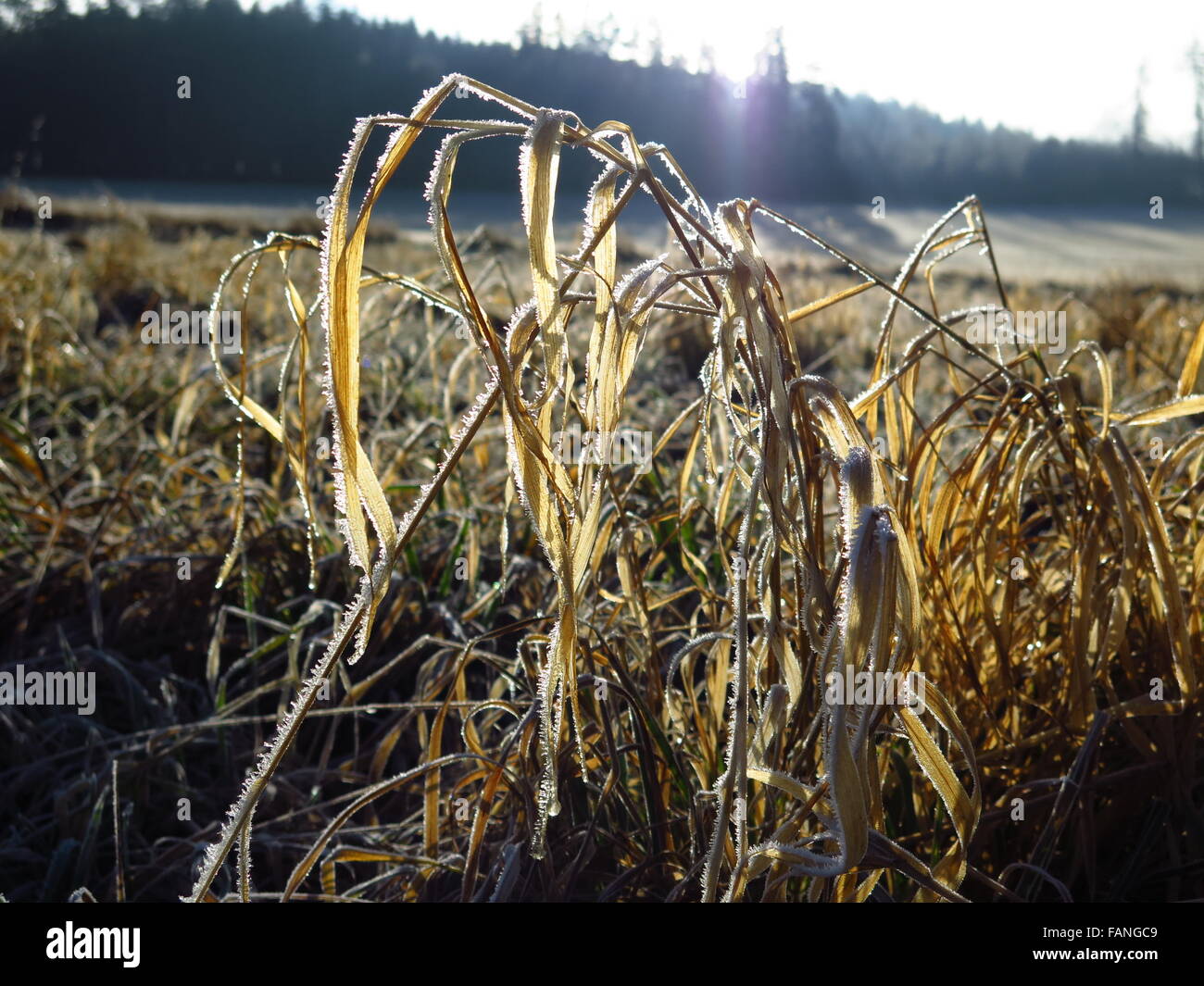 Trockenrasen in der Wintersaison Stockfoto