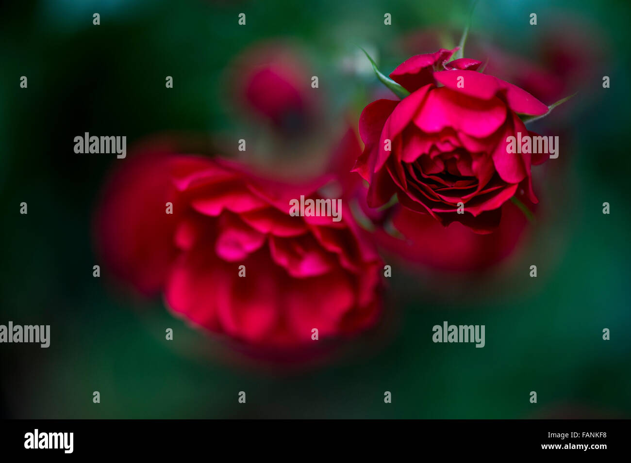 Rote Rosen (Rosa) in voller Blüte-London, England, Großbritannien, Vereinigtes Königreich, Europa Stockfoto