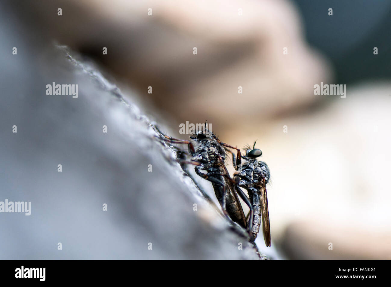 Räuber / Assassin fliegen (Asilidae) Erwachsene Paarung Epping Forest, England, Großbritannien, Vereinigtes Königreich, Europa Stockfoto