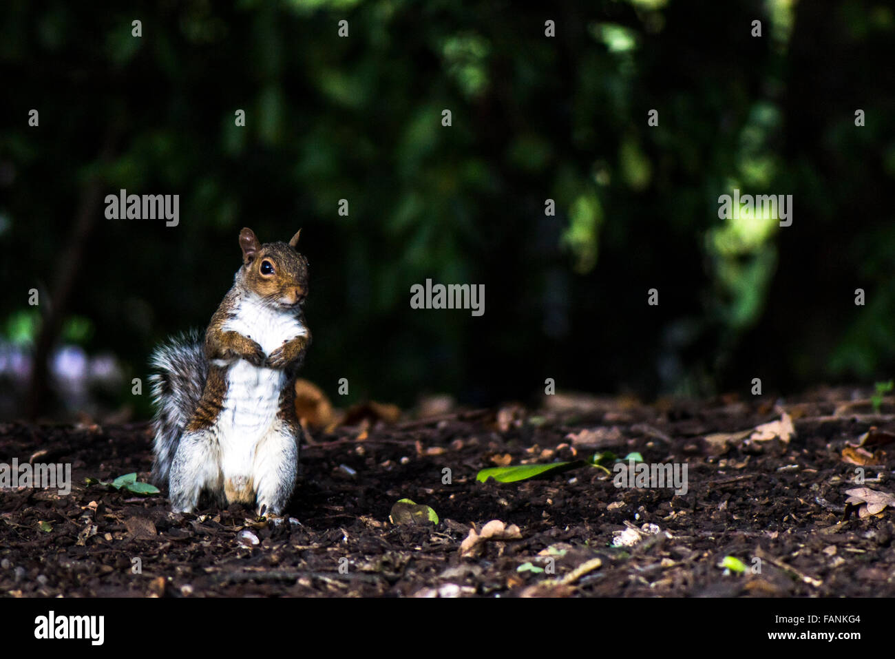 Grau-Eichhörnchen (Sciurus Carolinensis) stehen auf dem Boden Burgess Park, London, England, Großbritannien, Vereinigtes Königreich, Europa Stockfoto