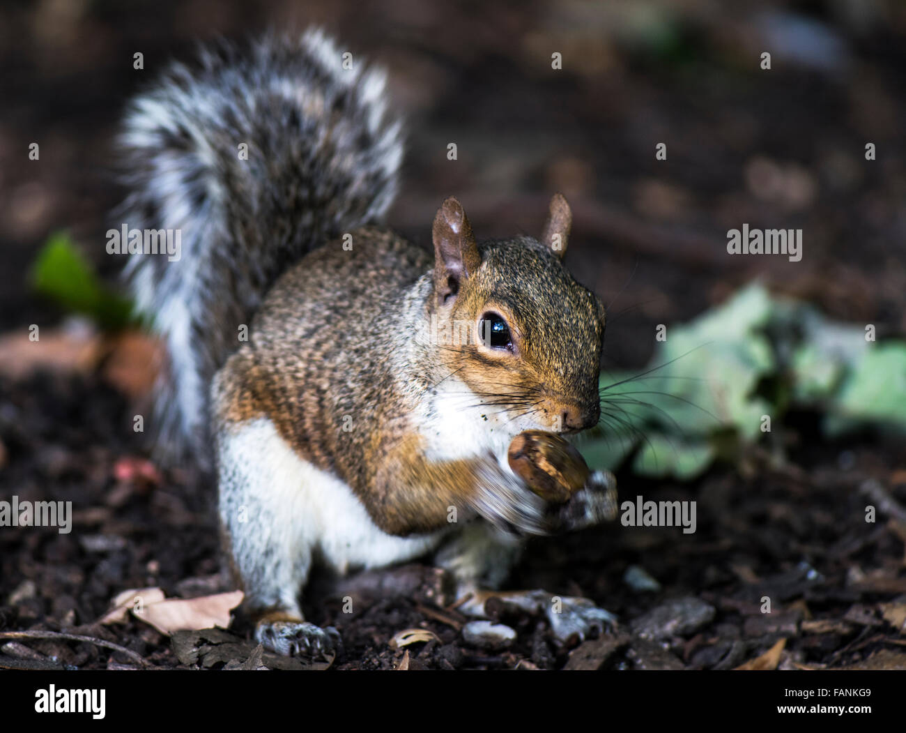 Grau-Eichhörnchen (Sciurus Carolinensis) ernähren sich von Nüssen Burgess Park, London, England, Großbritannien, Vereinigtes Königreich, Europa Stockfoto