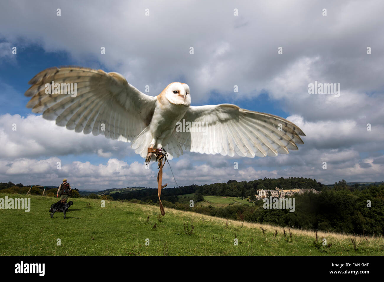 Schleiereule (Tyto Alba) im Flug mit Falkner im Hintergrund Dartmoor, England, Großbritannien, Vereinigtes Königreich, Europa Stockfoto