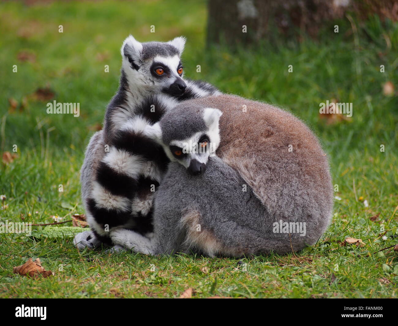 Ring-Tailed-Lemuren umarmt Stockfoto