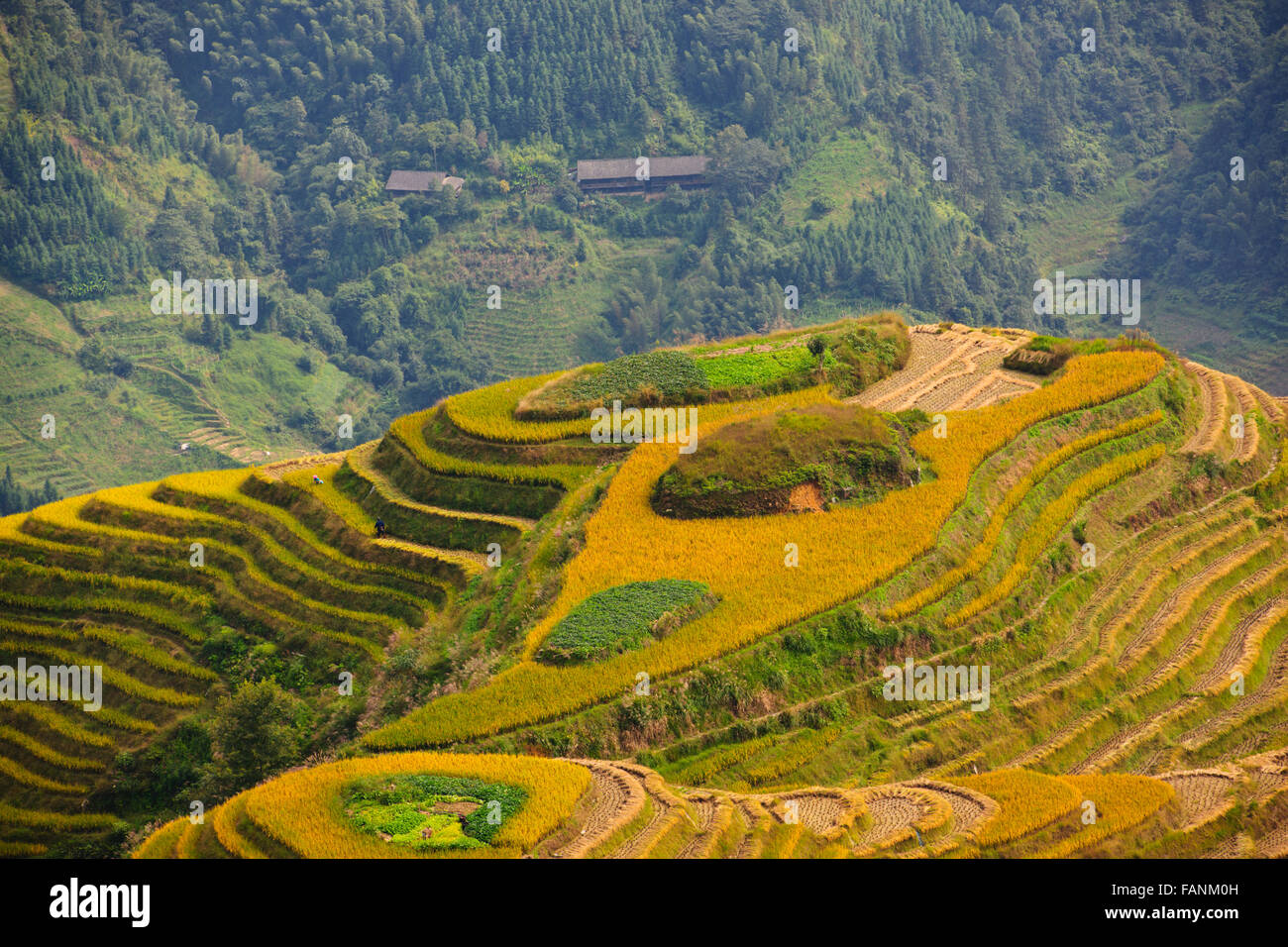 Sieben Sterne mit dem Mond, Longji alten Zhaung terrassierten Felder, umgebenden Bereich Reisterrassen und Kulturen Zhuang und Yao Village Stockfoto