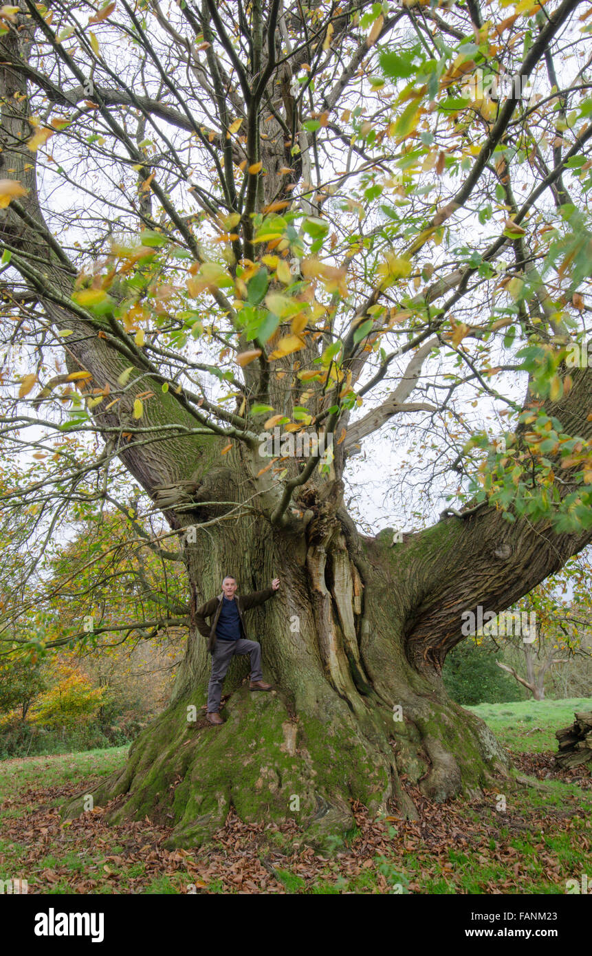 Cowdray Koloss, Sweet Chestnut Tree [Castanea Sativa]. Größte Edelkastanie Baum in England. Sussex, UK. 300 bis 400 Jahre Stockfoto
