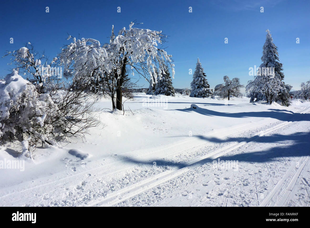 Winterwald - Wald im Winter 01 Stockfoto