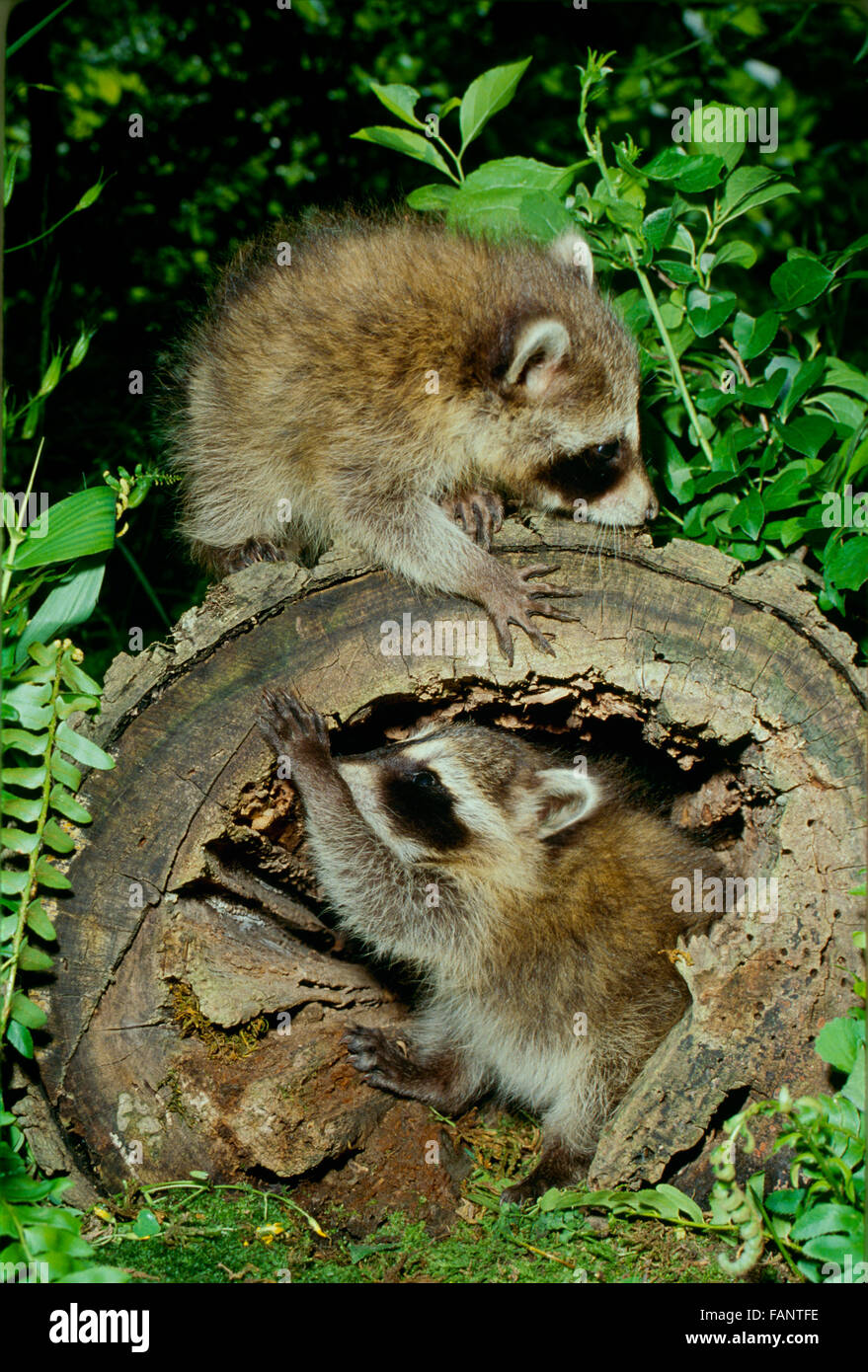 Zwei baby Waschbären, Procyon Lotor, spielen in einem hohlen anmelden Stockfoto