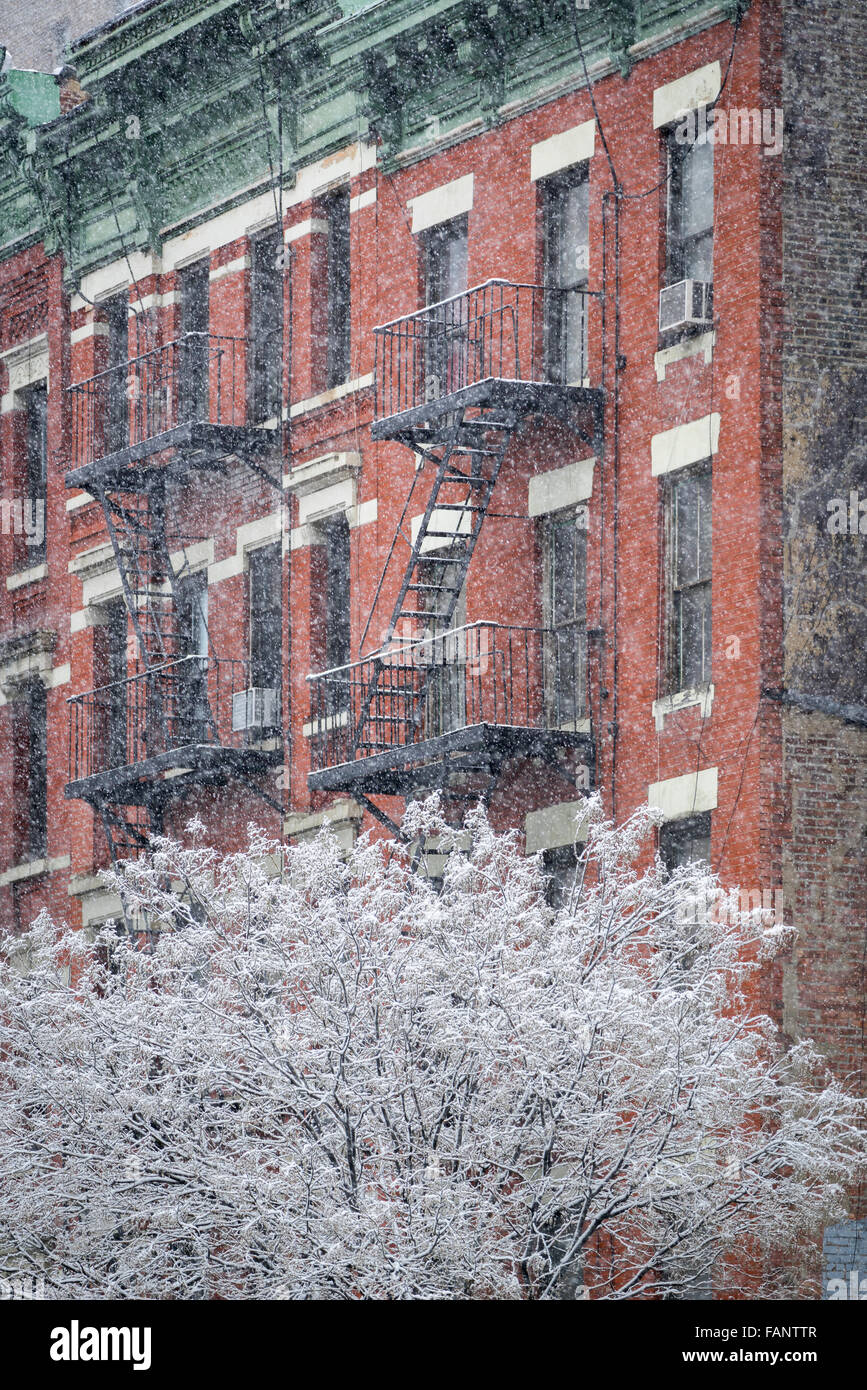 Schneebedeckte Baum vor einem Hells Kitchen Gebäude mit Feuerleiter während eines Schneesturms. Midtown Manhattan, New York im winter Stockfoto