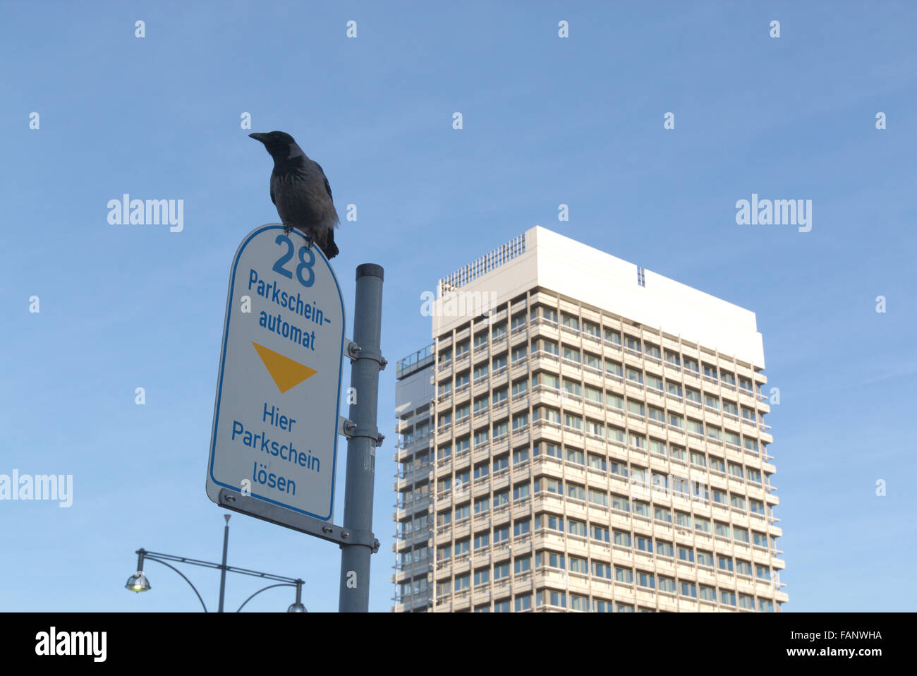 AAS-Krähe hat sich schnell an das Leben in den großen Städten (Berlin, Deutschland) angepasst Stockfoto