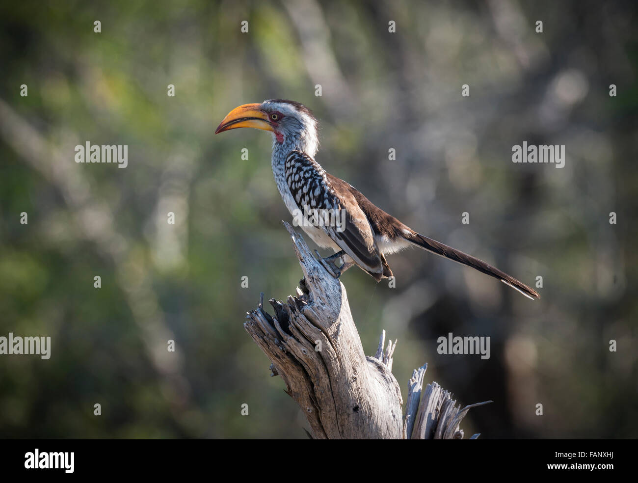 Südlichen gelb-billed Hornbill (Tockus Leucomelas), Mala Mala Game Reserve, Rattray, Mpumalanga, Sabi Sand Game Reserve Stockfoto