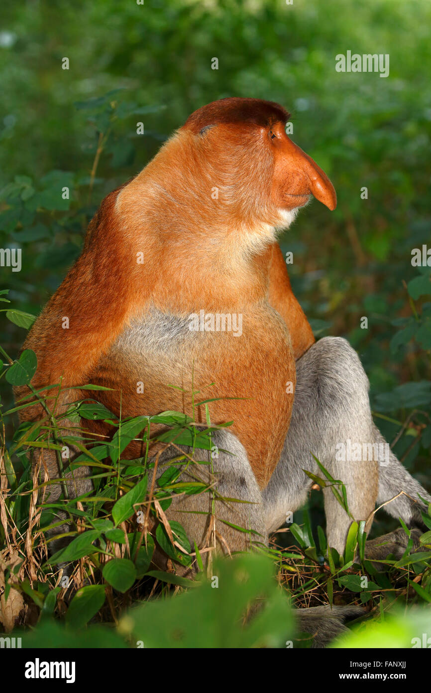 Nasenaffe (Nasalis Larvatus), männliche sitzen im Regenwald, Bako Nationalpark, Sarawak, Borneo, Malaysia Stockfoto