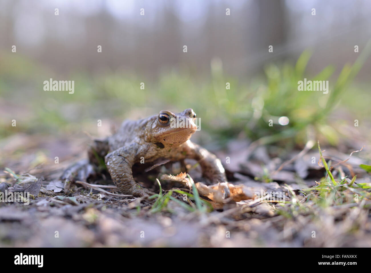 Gemeinsamen Kröte (Bufo Bufo), laichen Saison, Erfurt, Thüringen, Deutschland Stockfoto