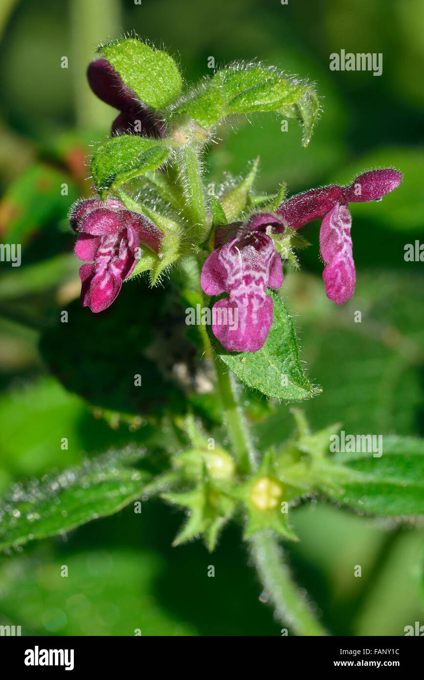 Hedge Woundwort - Niederwendischen sylvatica Stockfoto