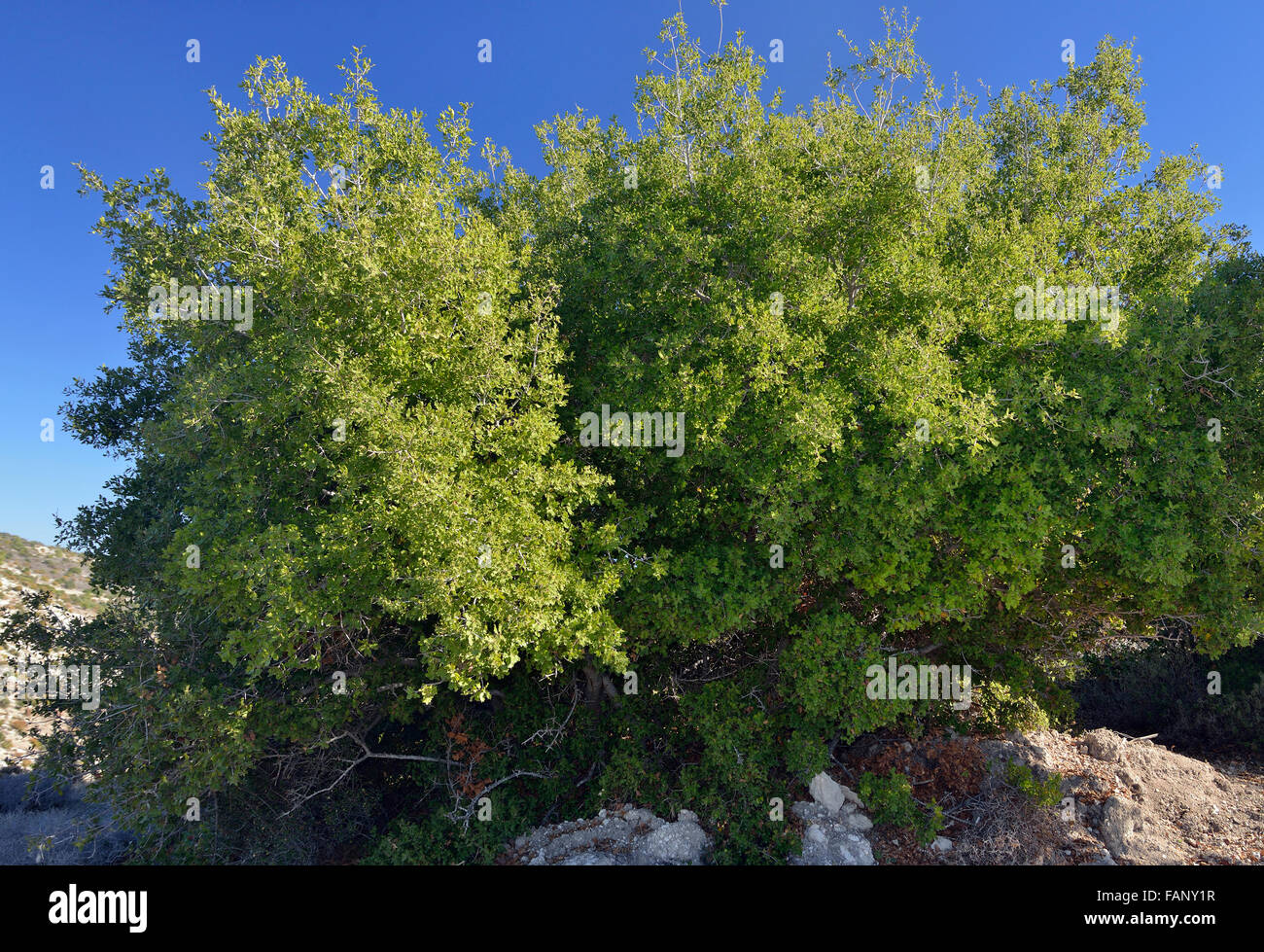 Immergrün, Holm oder Holly Eiche - Quercus Ilex Stockfoto