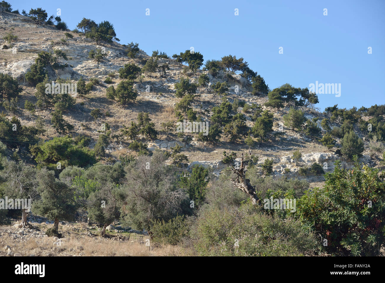 Felsigen Kreide Garrigue Lebensraum, Akamas-Halbinsel, Zypern vor dem Winterregen Stockfoto