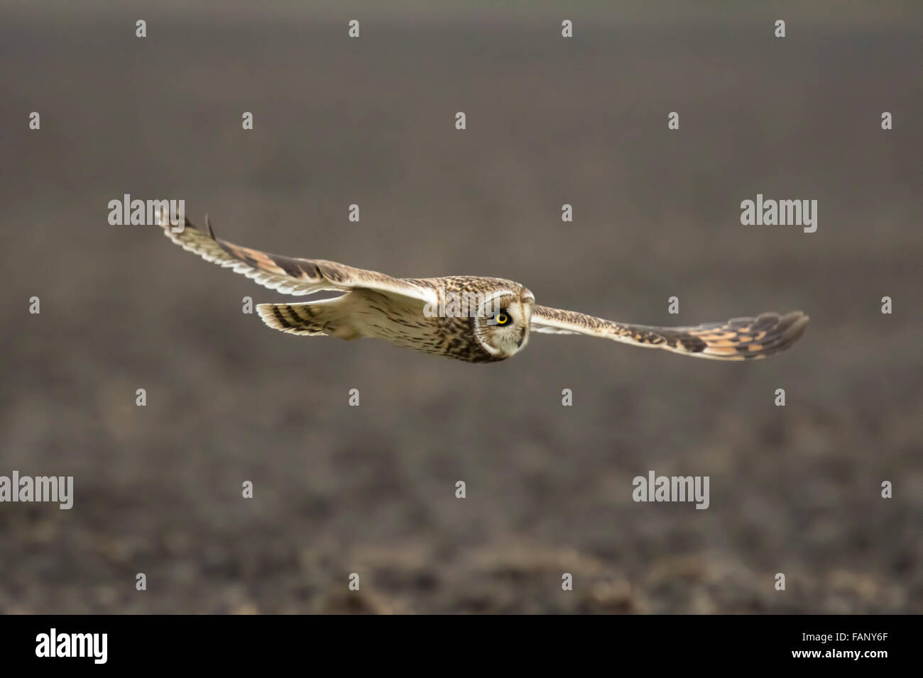 Sumpfohreule (Asio Flammeus) Jagd während der Dämmerung im Winter über ein Feld. Stockfoto