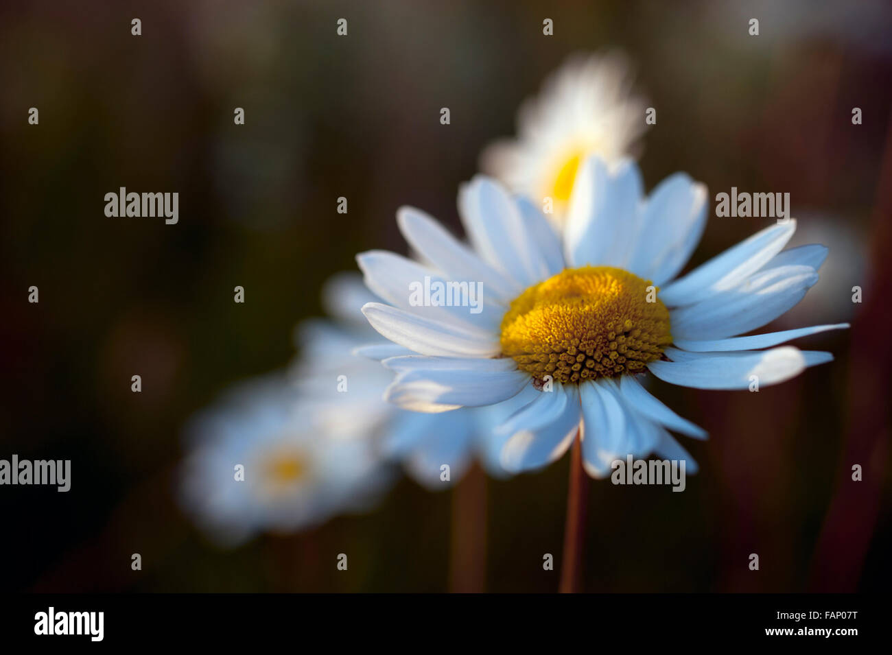 Ochsen-Auge Daises. Stockfoto