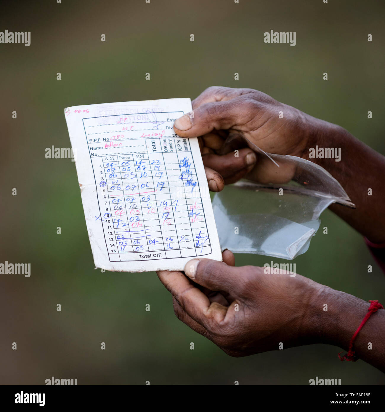 Hände einer Tee-Auswahl in Sri Lanka Karte Aufnahme Gewicht Tee gepflückt halten. Diese Auflistung wird verwendet, um Löhne zu bestimmen. Stockfoto