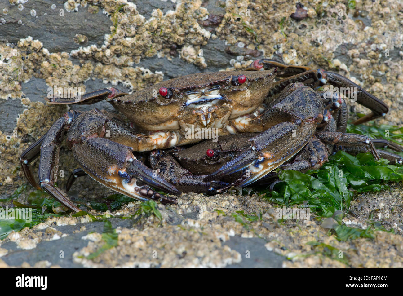 Samt Swimming Krabbe (Necora Puber) Stockfoto