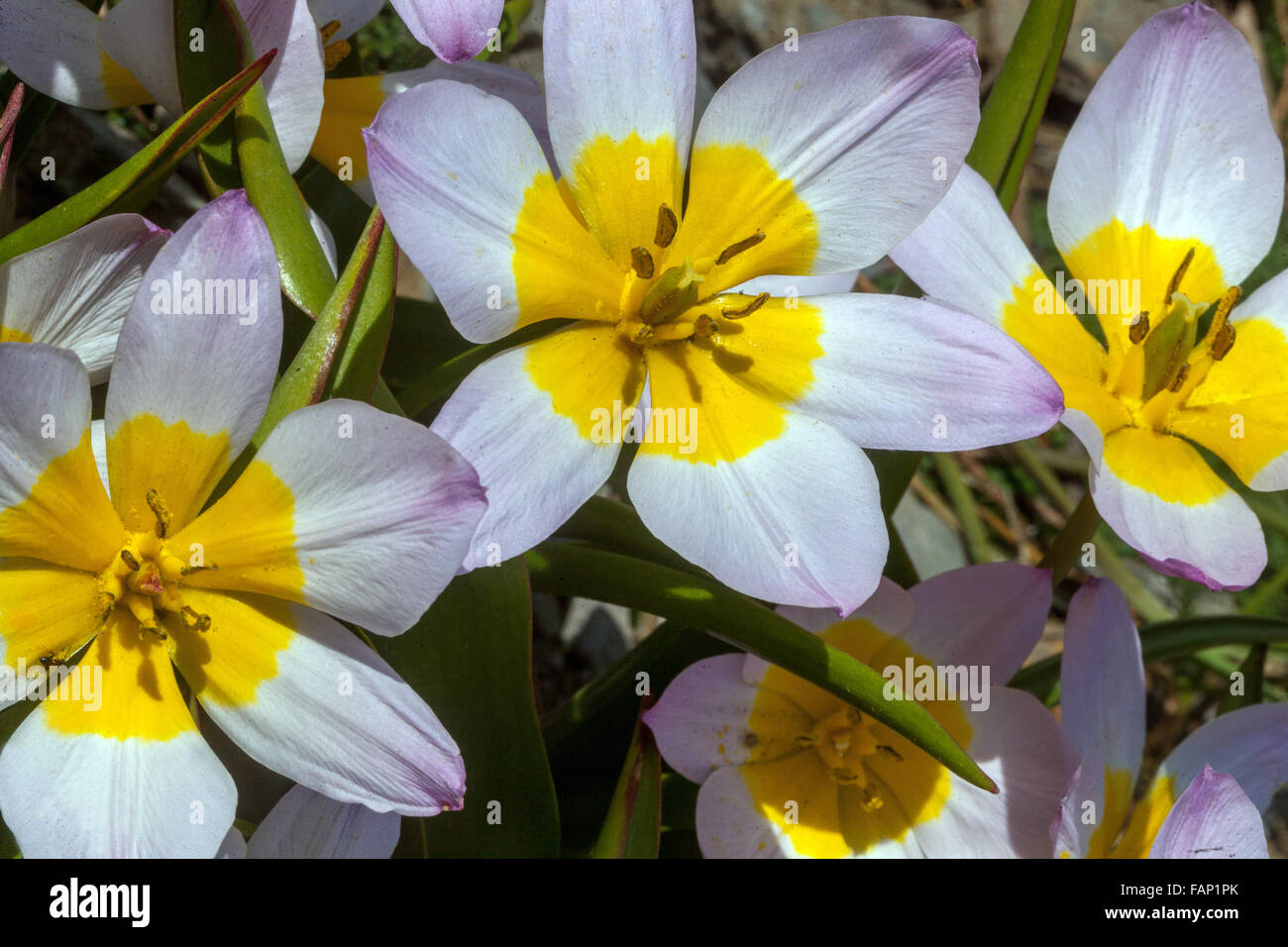 Tulpe bakeri flieder wunder Fotos und Bildmaterial in hoher Auflösung