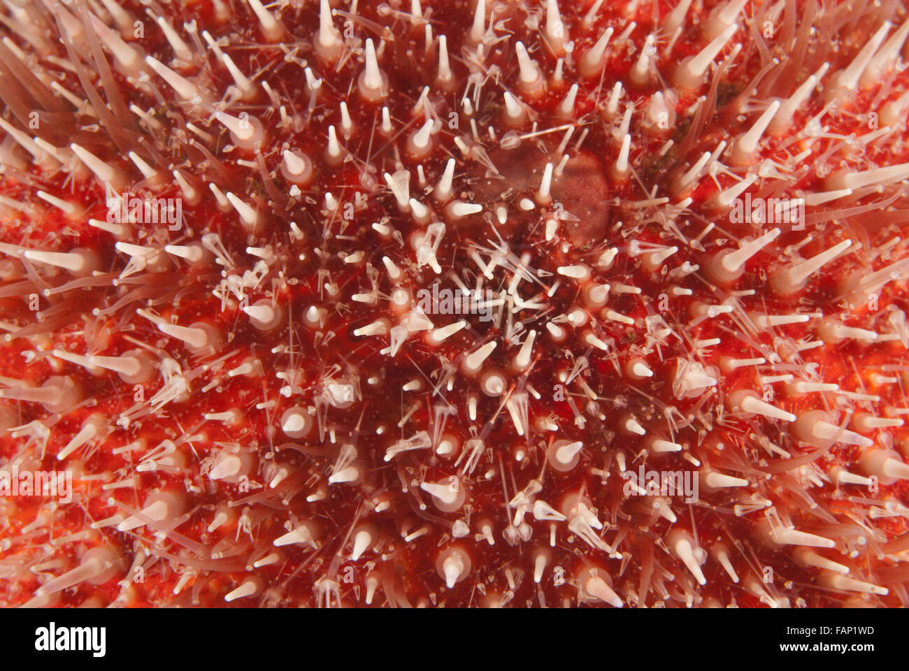 Gemeinsame Seeigel (Echinus esculentus), Stacheln zeigen im Detail, Unterwasser im Loch Fyne, Schottland. Stockfoto