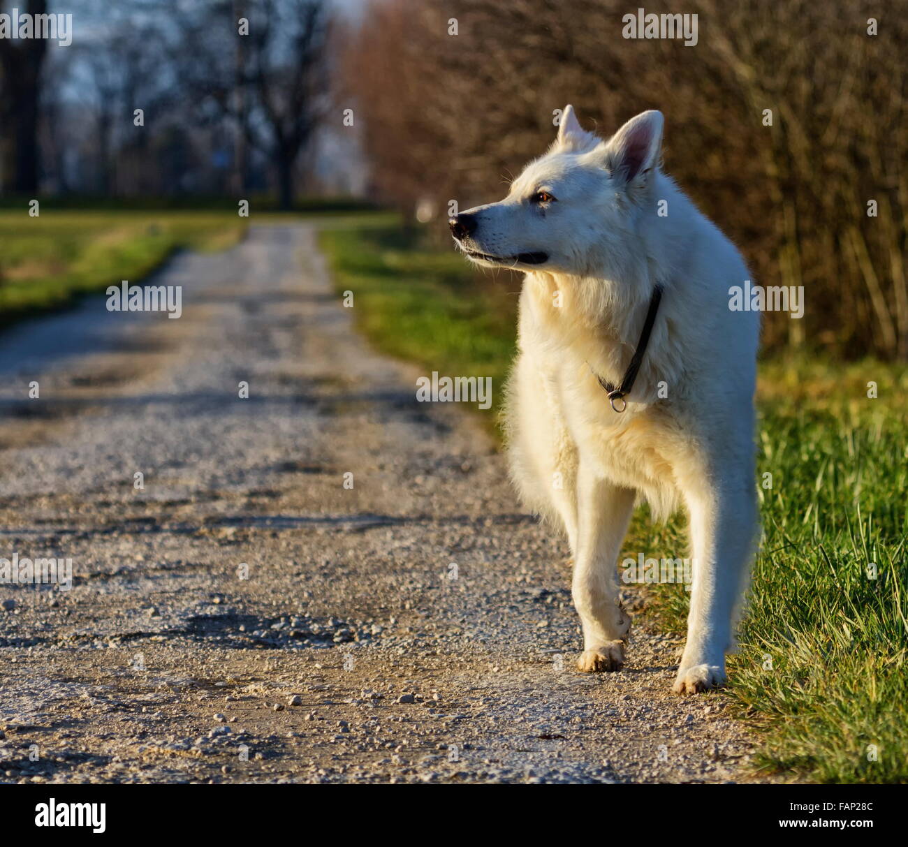 Schweizer weißer Schäferhund bückte sich beim gehen auf der Straße Stockfoto