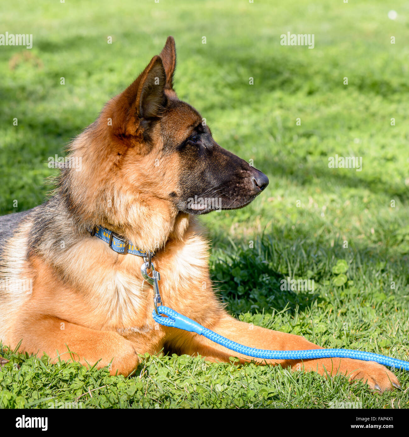 Schönen Hund in einem Garten in Rom Stockfoto