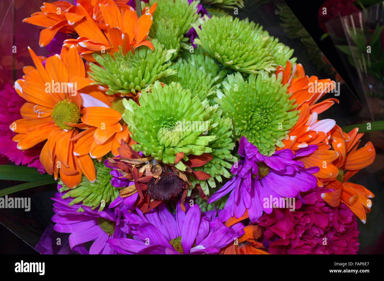 Bouquet von auffallend kontrastierenden Farben orange, grün und lila Blumen. St Paul Minnesota MN USA Stockfoto