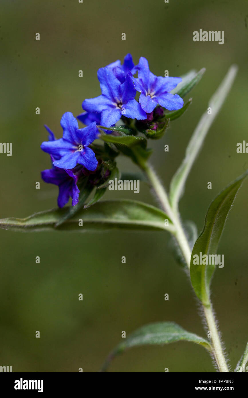 Lila Gromwell, Lithospermum Purpureocaeruleum in Blüte Stockfoto