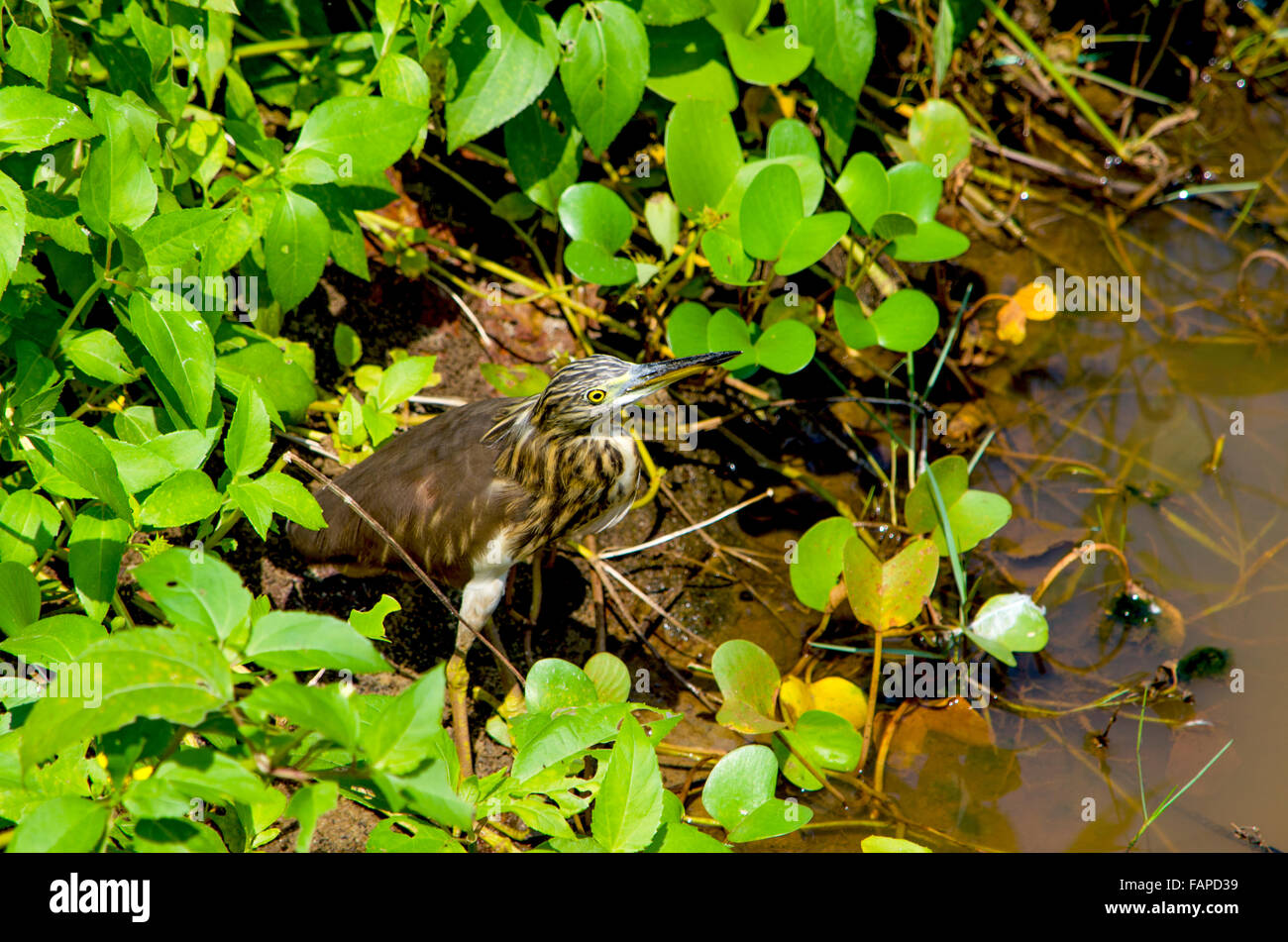 Vogel der indischen Reiher in einer Sumpfgras, ein Vogel, ein Reiher indisch, in einem Rasen, Flora und Fauna von Indien, ein Vogel aus Asien, ein Vogel aus Indien Stockfoto