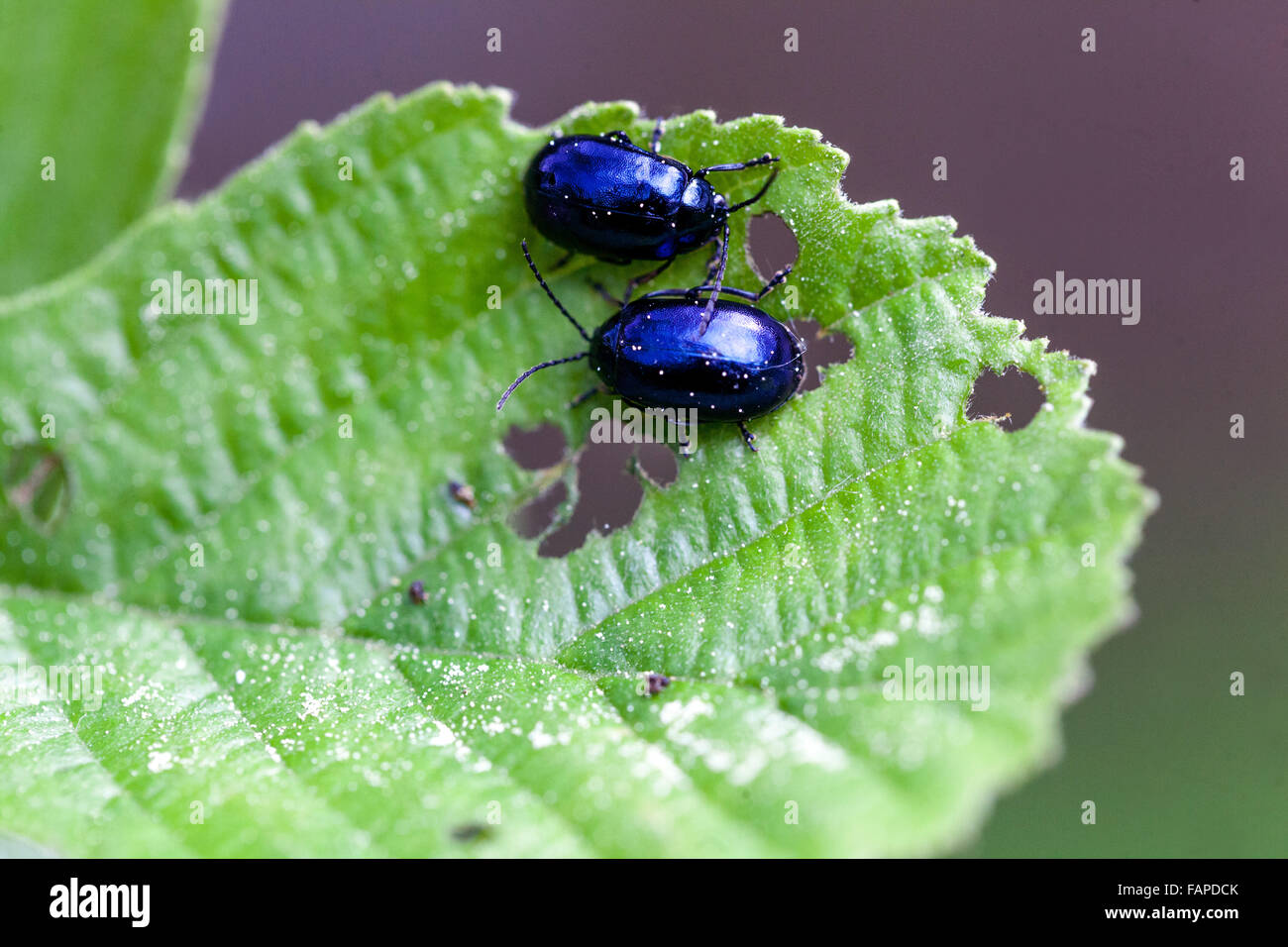 Erlenblattkäfer Agelastica alni auf europäischer Erle Alnus glutinosa Blattkäfer Insektenblattkäfer Stockfoto