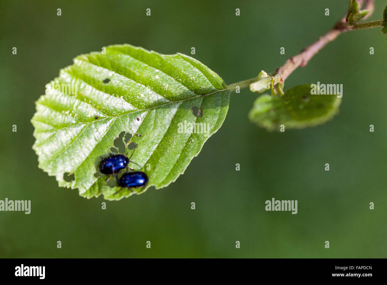 Alder Leaf Beetle Agelastica Alni auf der europäischen Erle Alnus glutinosa Stockfoto