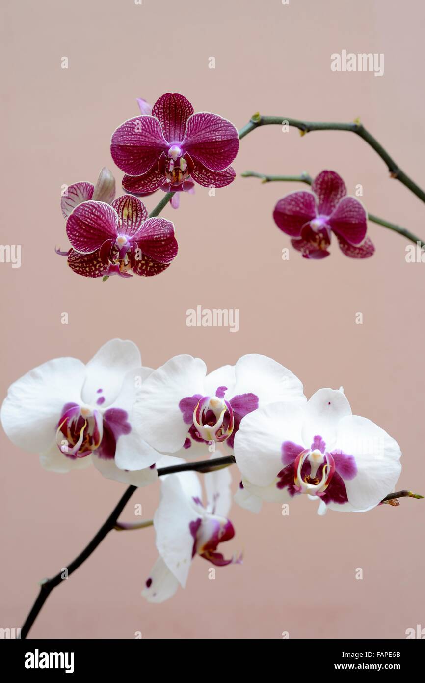 rote Orchidee Stockfoto