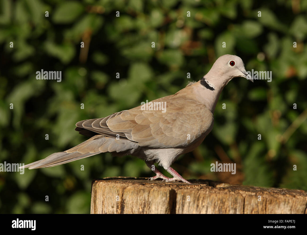 Porträt einer Rotflügel Taube Stockfoto