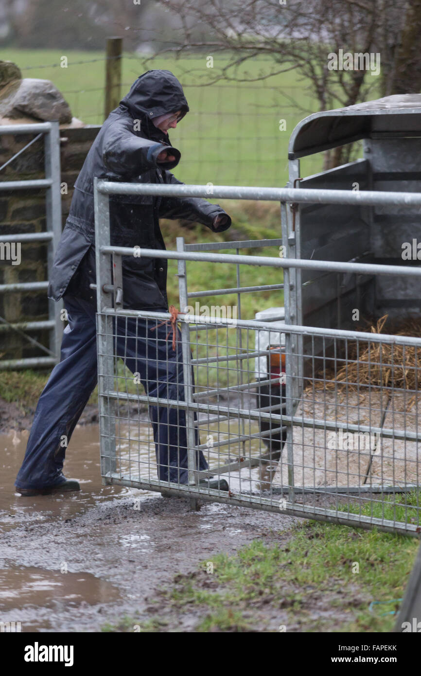 Pontrhydfendigaid, Wales, UK. 3. Januar 2016 wie der Regen weiterhin, müssen Landwirte weiterhin mit ihren täglichen Aufgaben. Trotz des starken Regens ist ein lokaler Landwirt Scannen seiner schwangeren Schafe zu sehen, ob sie Zwillinge tragen. Die Prognose wird für mehr Starkregen wird es ein durchnässter Durcheinander für den bäuerlichen Gemeinschaften. Bildnachweis: Ian Jones/Alamy Live-Nachrichten Stockfoto