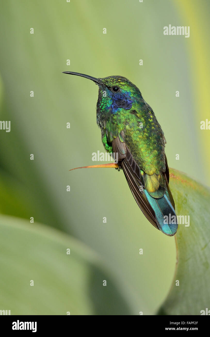 Kolibri grün gekrönt brillant auf den Urlaub in Costa Rica Wald Stockfoto