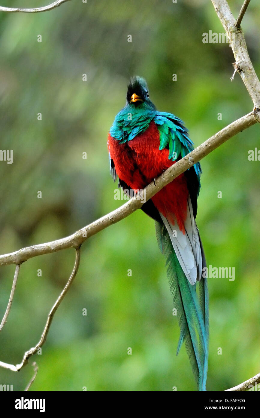 Resplendent Quetzal in Costa Rica Nebelwald Savegre Stockfoto