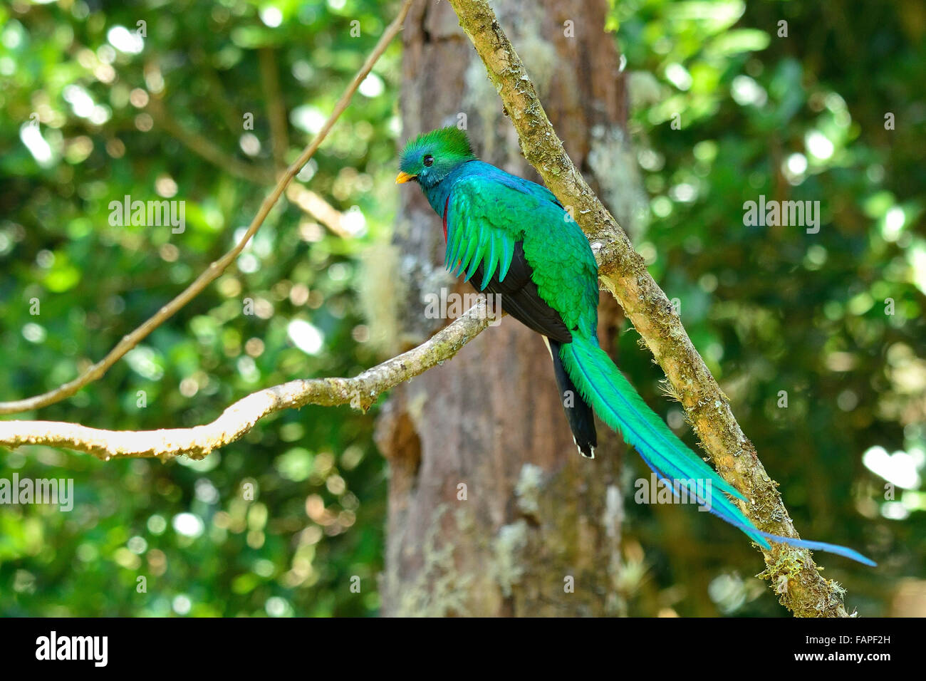 Resplendent Quetzal in Costa Rica Nebelwald Stockfoto