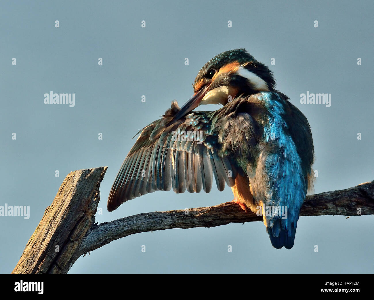 Eurasische Kingfisher reinigen das Gefieder Stockfoto