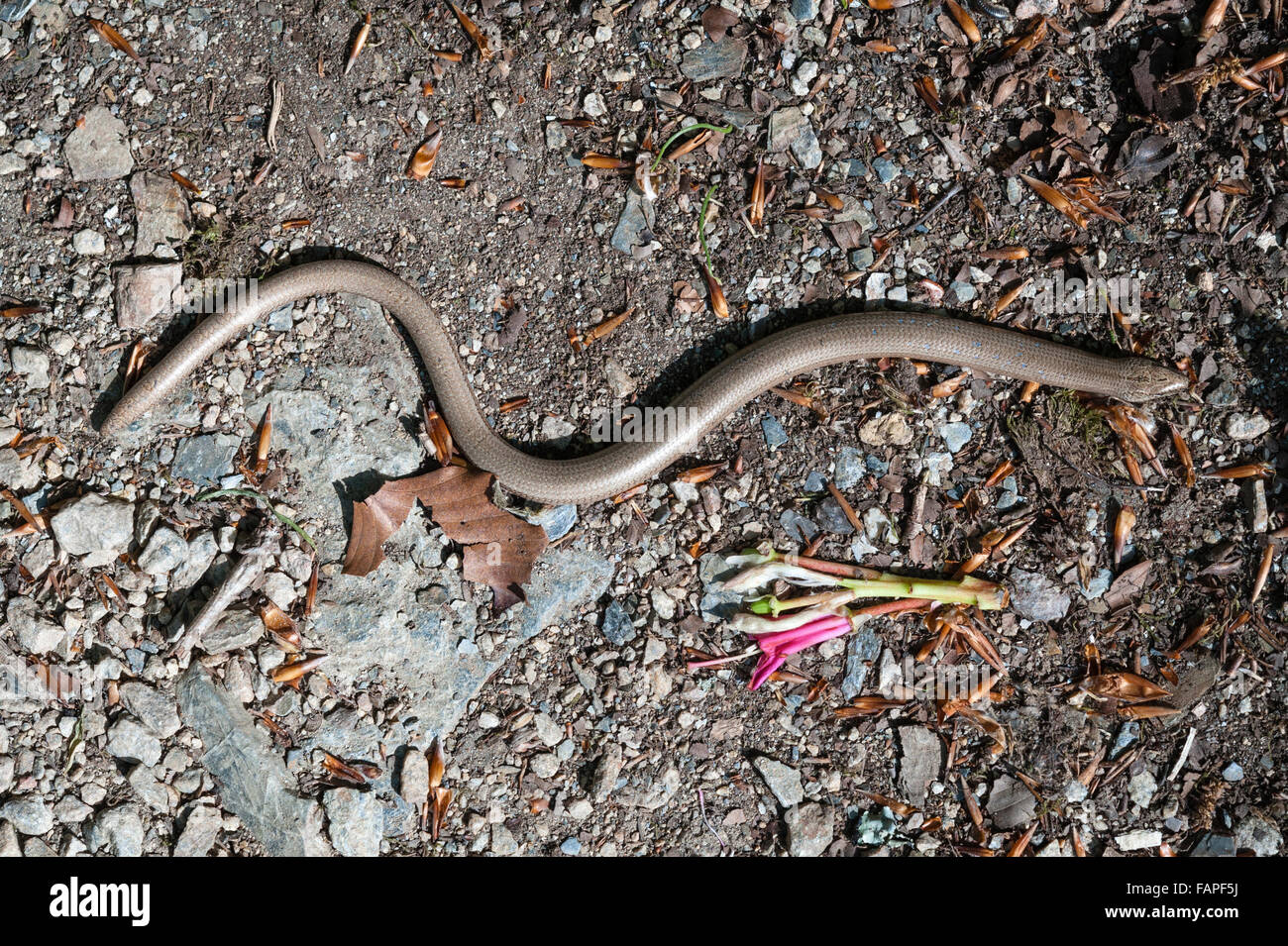 Cornwall, UK. Ein langsam-Wurm (geschiedenen Fragilis) über einen Fußweg Stockfoto