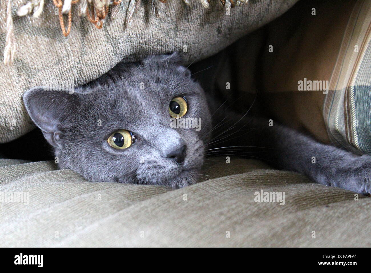 Komisches Bild einer wissbegierigen, verspielten grauen Katze mit hellgrünen Augen, die von unter dem Kopfkissen auf der Couch herausprießelt. Stockfoto