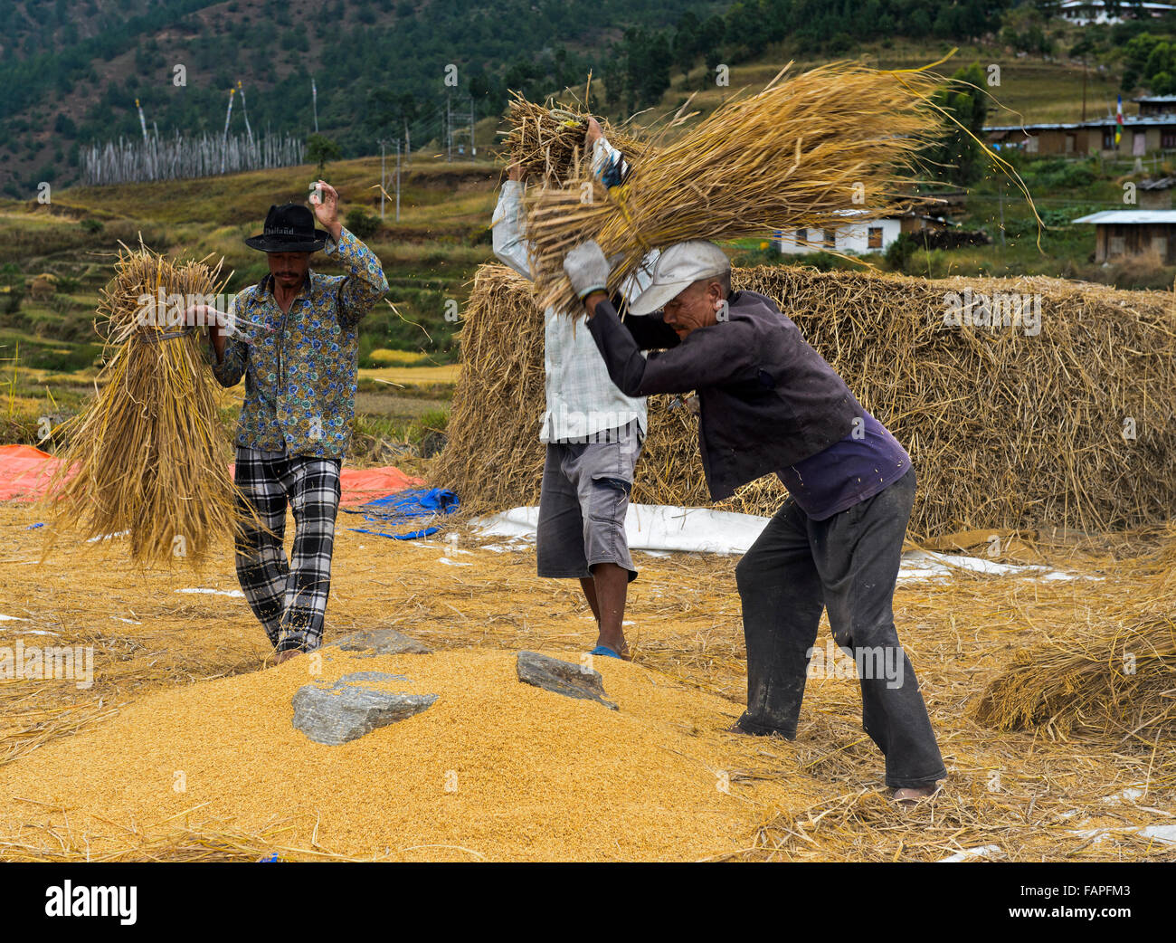 Traditionelle Reisernte, Männer Dreschen Paddy Reis gegen Mais Schocks gegen Felsen auf dem Boden, Sopsokha, Bhutan Stockfoto