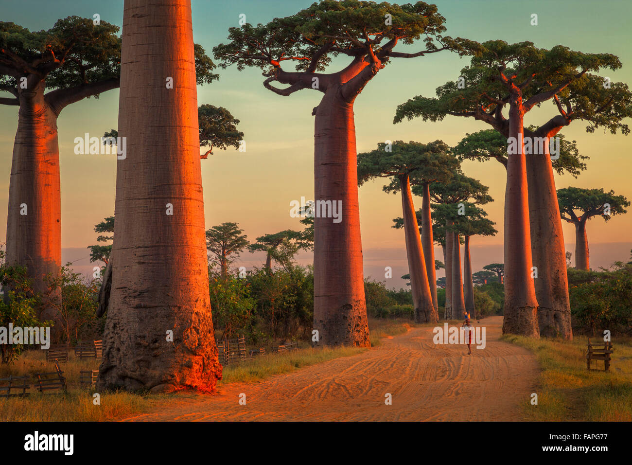 Eine Frau zu Fuß durch die Baobab-Allee in der Morgendämmerung, Morondava, Madagaskar. Stockfoto