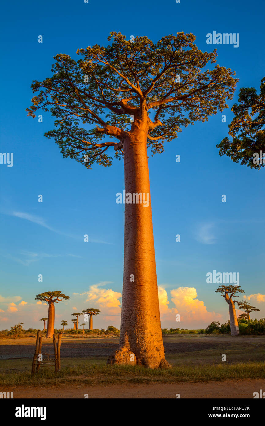 Baobab-Bäume an der berühmten Baobab-Anzahl, Morondava, Madagaskar. Stockfoto