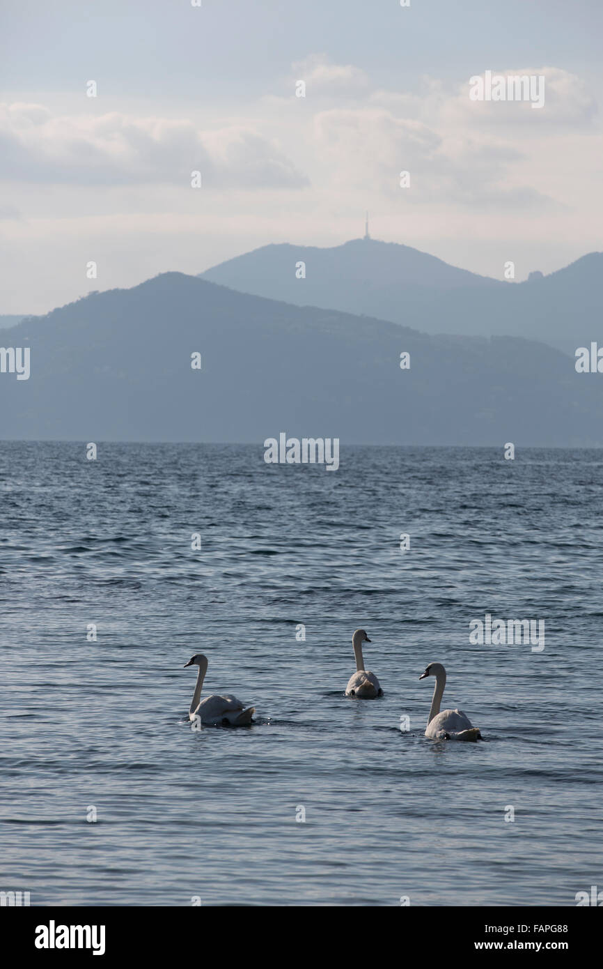 Schwäne schwimmen im französischen Riviera Küste Meer, Boulevard du Midi Jean Hibert, Cannes, Côte d ' Azur, Frankreich Stockfoto