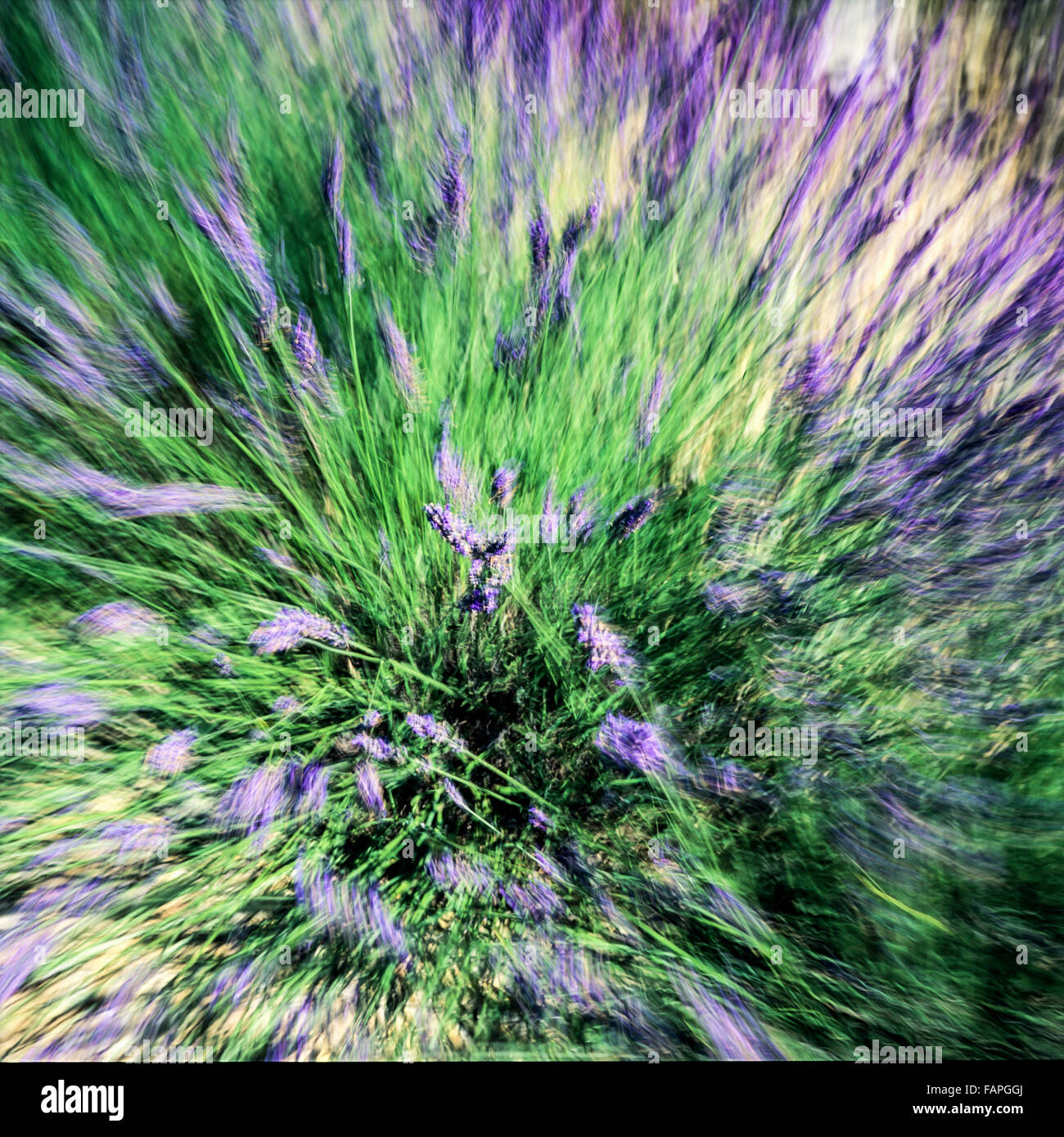 Verschwommene Bewegung der blühenden Lavendel Blumen, Provence, Frankreich, Europa Stockfoto