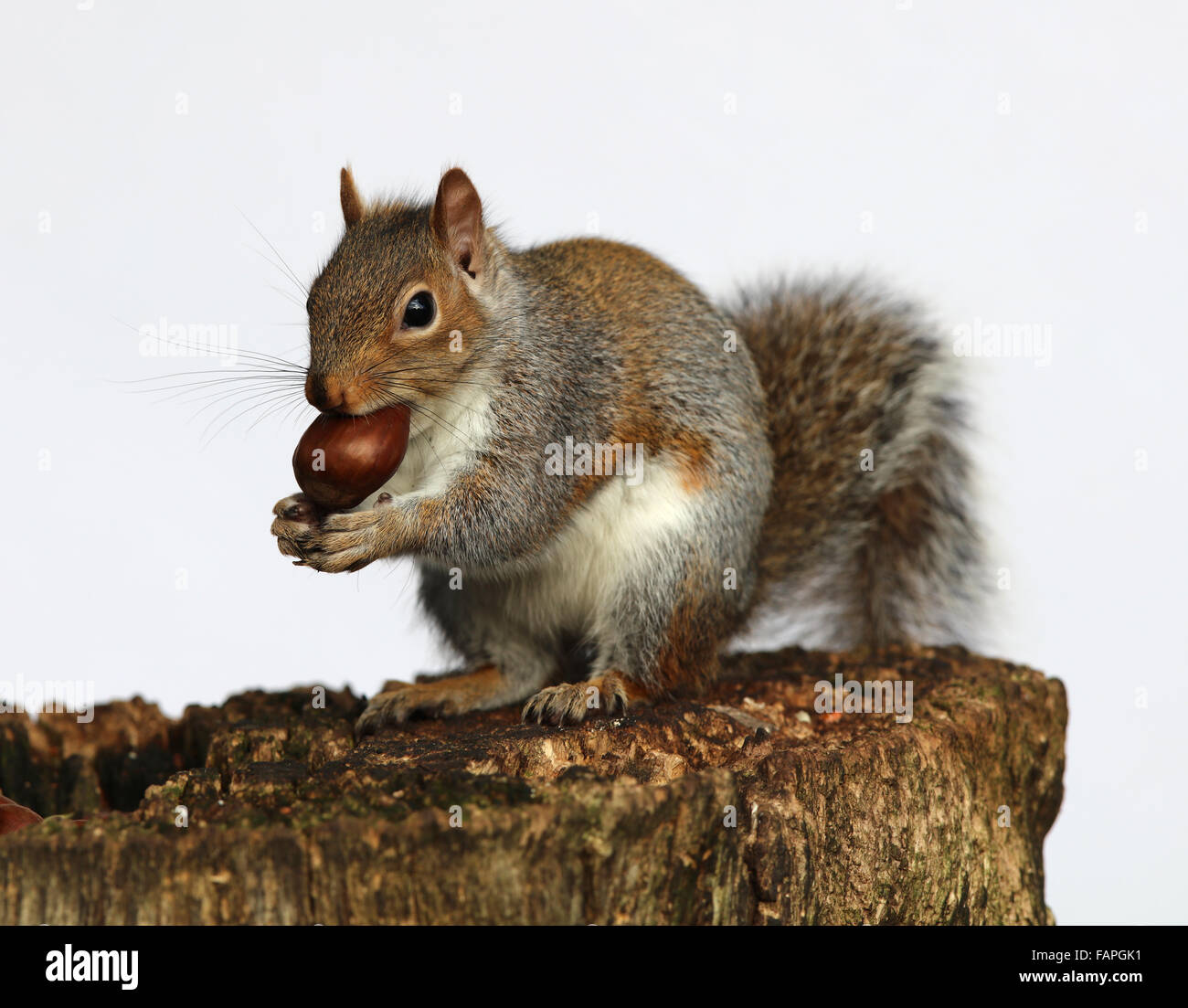 Nahaufnahme eines grauen Eichhörnchens Kastanien im Herbst an einem Baumstamm zu essen Stockfoto