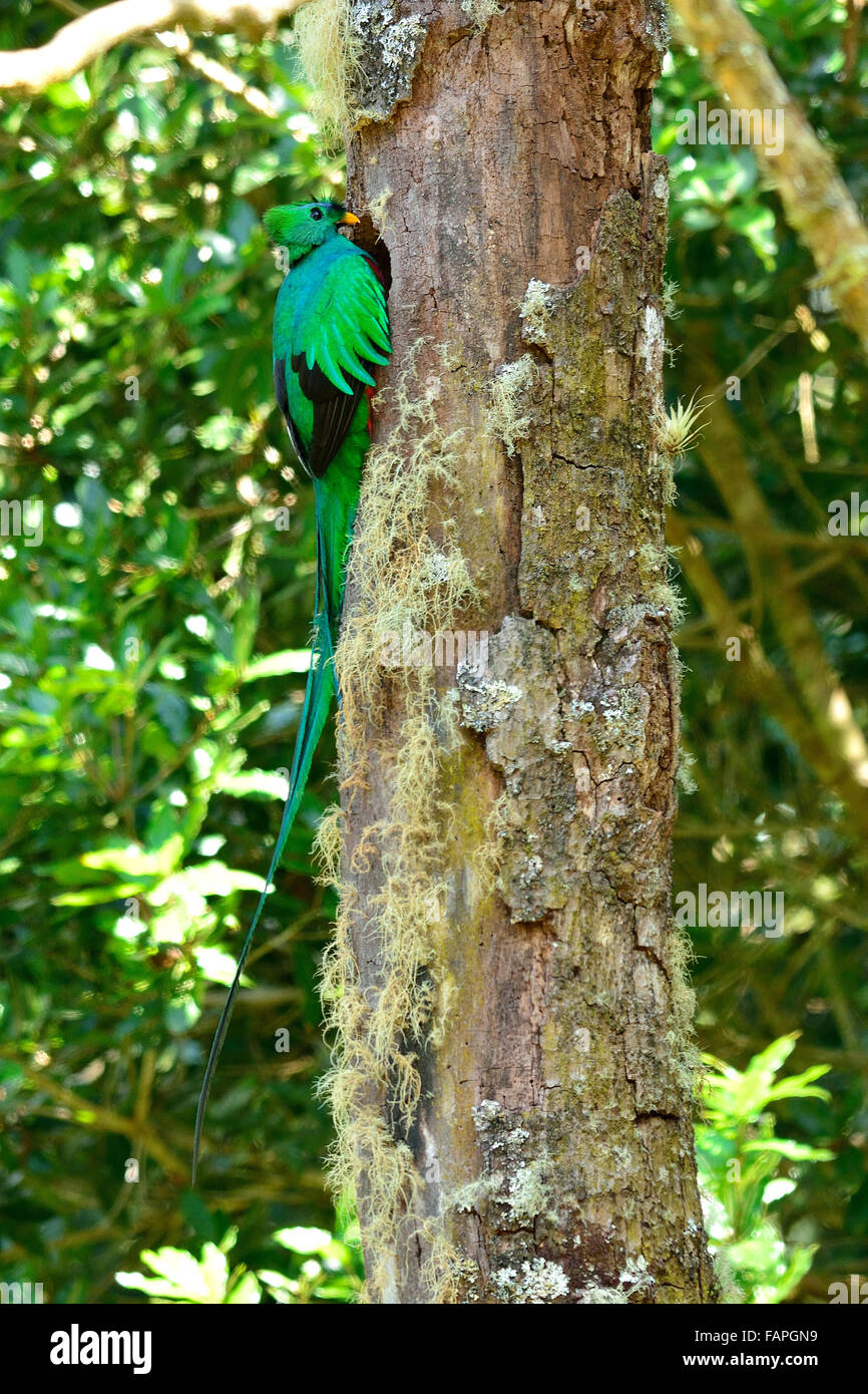 Resplendent Quetzal auf dem nest Stockfoto